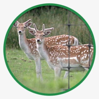 Fallow Deer #9154830