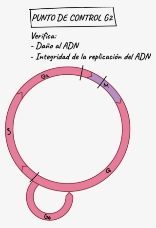 El Punto De Control G 2 2 2 Start Subscript, 2, End - Puntos De Control Del Ciclo Celular #9155395