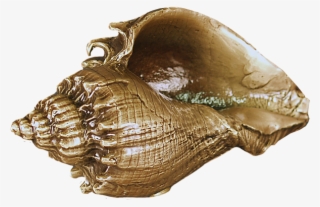 Home - Conch #9155765