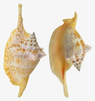 Rooster Conch Colored Shell 4-6" - Conch #9155801