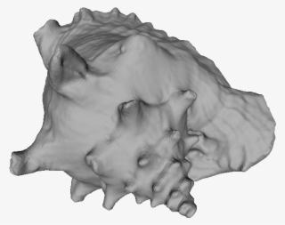 Rendering Image - Conch #9155809