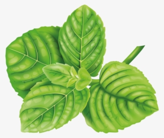 Mint - Lime Painting Png #9157083
