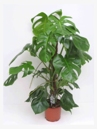 10" Monstera Plant - Houseplant #9157146