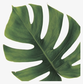 Monstera Deliciosa #9157197