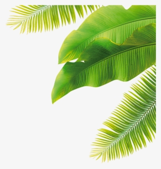 Cartoon / Leaf Size - Transparent Coconut Leaves #9158074