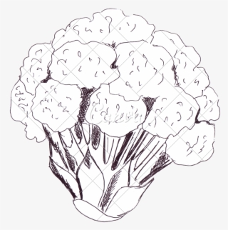 787 X 800 3 - Line Art #9159370