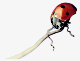 3 Kbytes, Category, F - Macro Photography #9161780