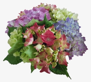 Hydrangea Flowers Garden Plant - Bouquet #9162546