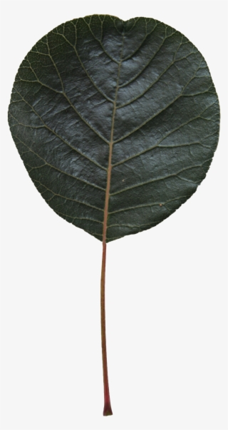 Free Cut Out Alder Leaf Free Cut Out People Trees And - American Aspen #9162933