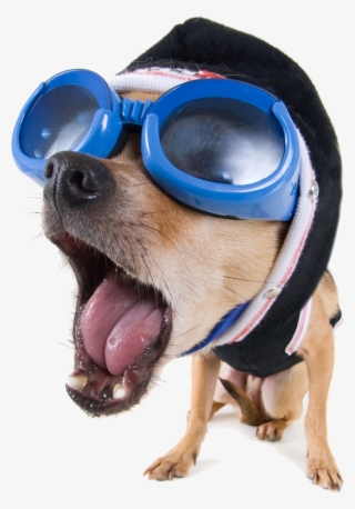 Download Clipart Funny Vector Dog Stock Video High - Hd Funny Photo Download #9164490