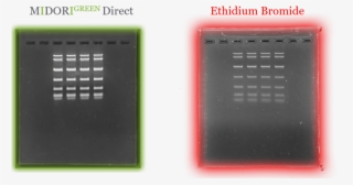 Midori Green Direct Vs Etbr - Plastic #9165577