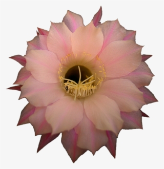 Pink Cactus Flower - Large-flowered Cactus #9165689