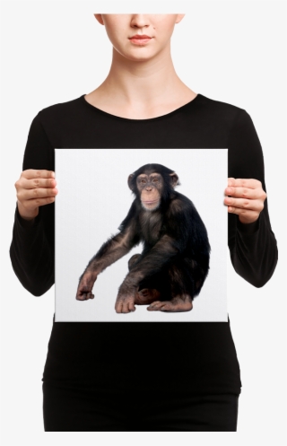 Chimpanzee Canvas - Canvas #9165868 Chimpanzee Canvas - Canvas #9165868
