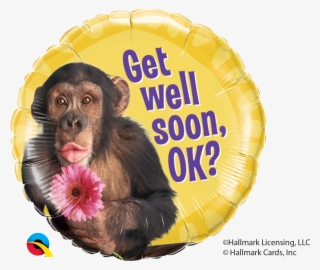 Chimpanzee Png #9165874