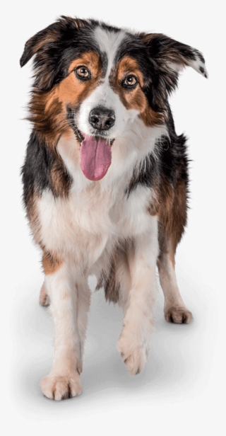 Become A Member To Receive Exclusive Special Offers, - Perro Gato Png #9167830 Become A Member To Receive Exclusive Special Offers, - Perro Gato Png #9167830