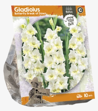 222240 Gladiolus Butterfly Break Of Dawn Per 10 - Lily Of The Valley #9168042
