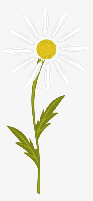 Image - Camomile Clipart #9168103