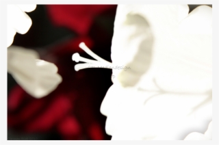 Poster Gladiolus Expressive - Floral Design #9168182 Poster Gladiolus Expressive - Floral Design #9168182