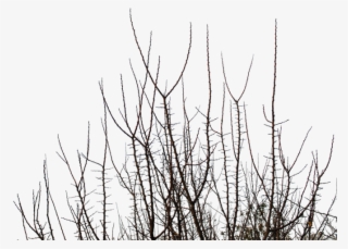 Tree-013 - Grass #9168853