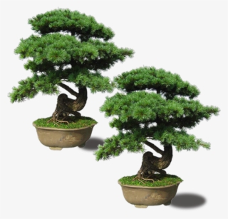 Maple Pinus Thunbergii Plant Upright Emerald - Bonsai Tree Png #9168987