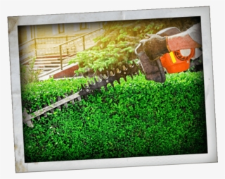 No Need To Worry About Overgrown Shrubbery As We'll - Hedge #9169321