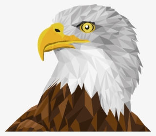 Big Image - วาด รูป นก อินทรี #9169669