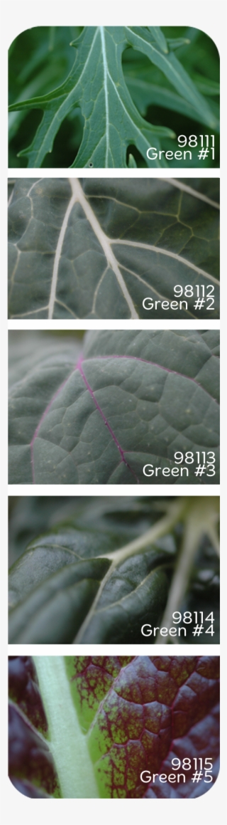 Green - Silybum #9169867