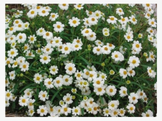 Black Foot Daisy - Oxeye Daisy #9169968