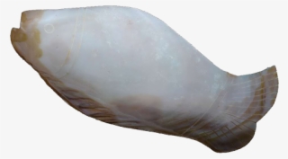 Fish Shaped Designer Platter - Mussel #9170079