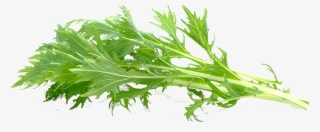Check Out The Available Crops - Arugula #9170083