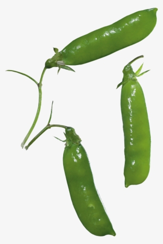 Pea Png Images - Pea #9170141