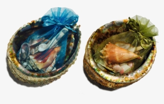 S816045815669149969 P31 I1 W2000 - Mussel #9170146