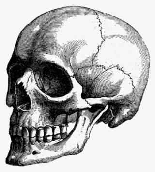 Click And Drag To Re-position The Image, If Desired - Skull Art #9171113