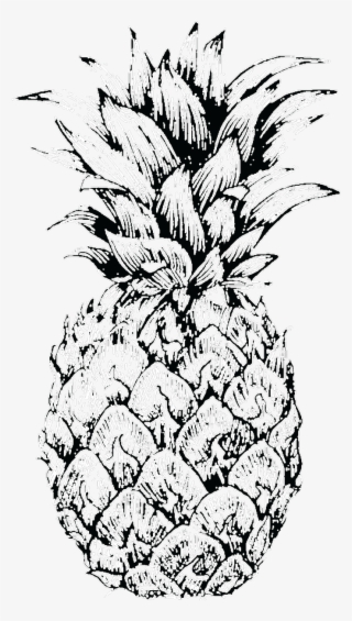Pineapple Sketch At Paintingvalley Explore Collection - Pineapple Sketch #9174102