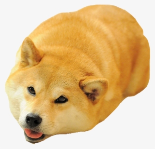 Shiba Dog's Head Messages Sticker-2 - Dog Meme Png #9174393