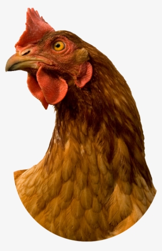 904 X 1037 29 0 - Rooster Head Transparent Background #9175118