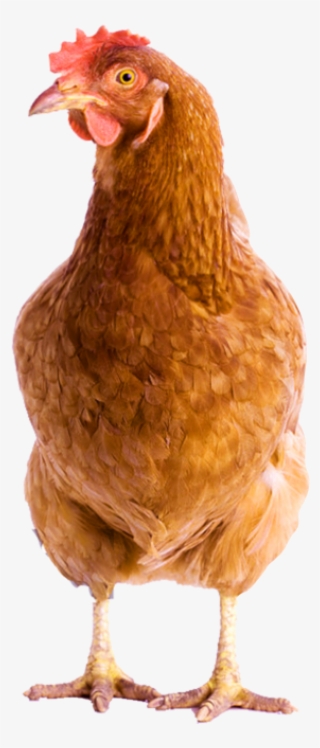Chicken Head Png #9175144