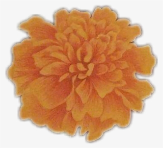 Tagetes Patula #9175709