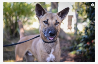 Donate To Petrescue - Formosan Mountain Dog #9176294