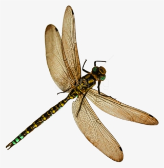 Free Png Dragonfly Png Images Transparent - Insects Png #9178276