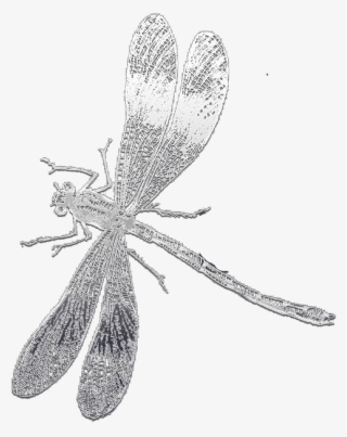 This Below Is Own Of My Own Making - Damselfly #9178308