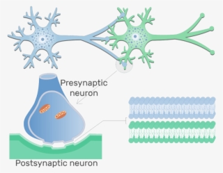 An Image Showing Electrical Synapse Between 2 Neurons - Structure Of Chemical Synapse #9178586 An Image Showing Electrical Synapse Between 2 Neurons - Structure Of Chemical Synapse #9178586
