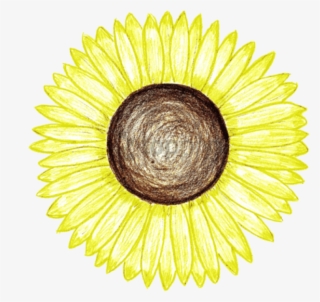 Free Png Sunflower Png Tumblr Png Image With Transparent - Dar E Arqam School Logo #9179073