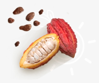 Cacao - Momordica Charantia #9179182