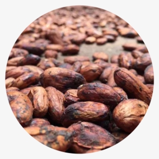 El Cacao - Almond #9179405