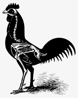 Voodoo Clipart Chicken - Chicken Skeleton Drawing #9188970