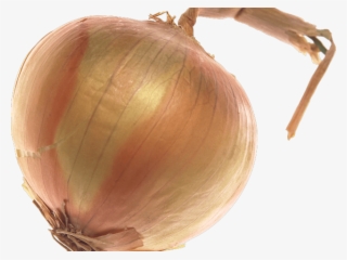 Onion Clipart Transparent Background - Onion #9195121