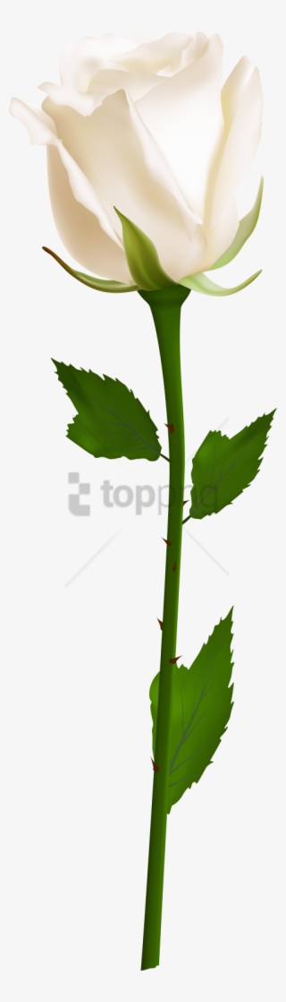 Free Png Download Single White Rose Png Images Background - White Rose Transparent Png #9196087 Free Png Download Single White Rose Png Images Background - White Rose Transparent Png #9196087