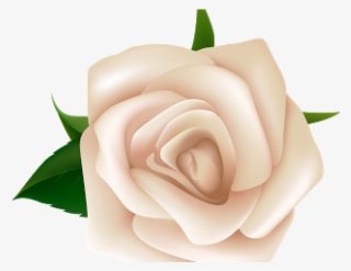 White Rose Clipart Natural Flower - White Rose Clipart Png #9196142