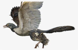 #action #adventure #amanda #amandamazuri #dinocharge - Birds Dinosaurs #9198207